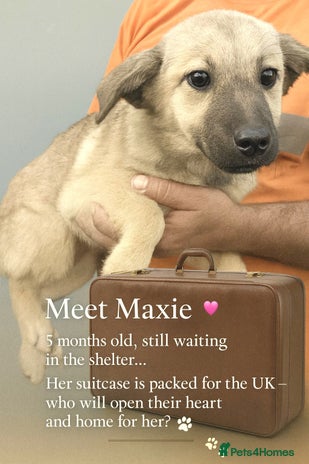 Mixed Breed dogs - Advert 14