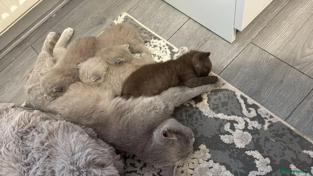 British Shorthair cats for sale: British shorthair kittens - Advert 7