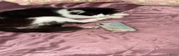 Domestic Shorthair cats for sale: Boshi in Stoke-on-Trent - Advert 2