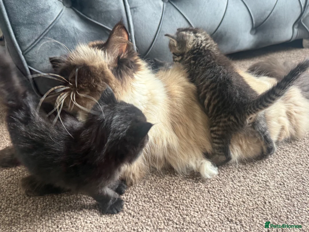 Ragdoll cats for sale: Ragdol kittens  - Advert 10
