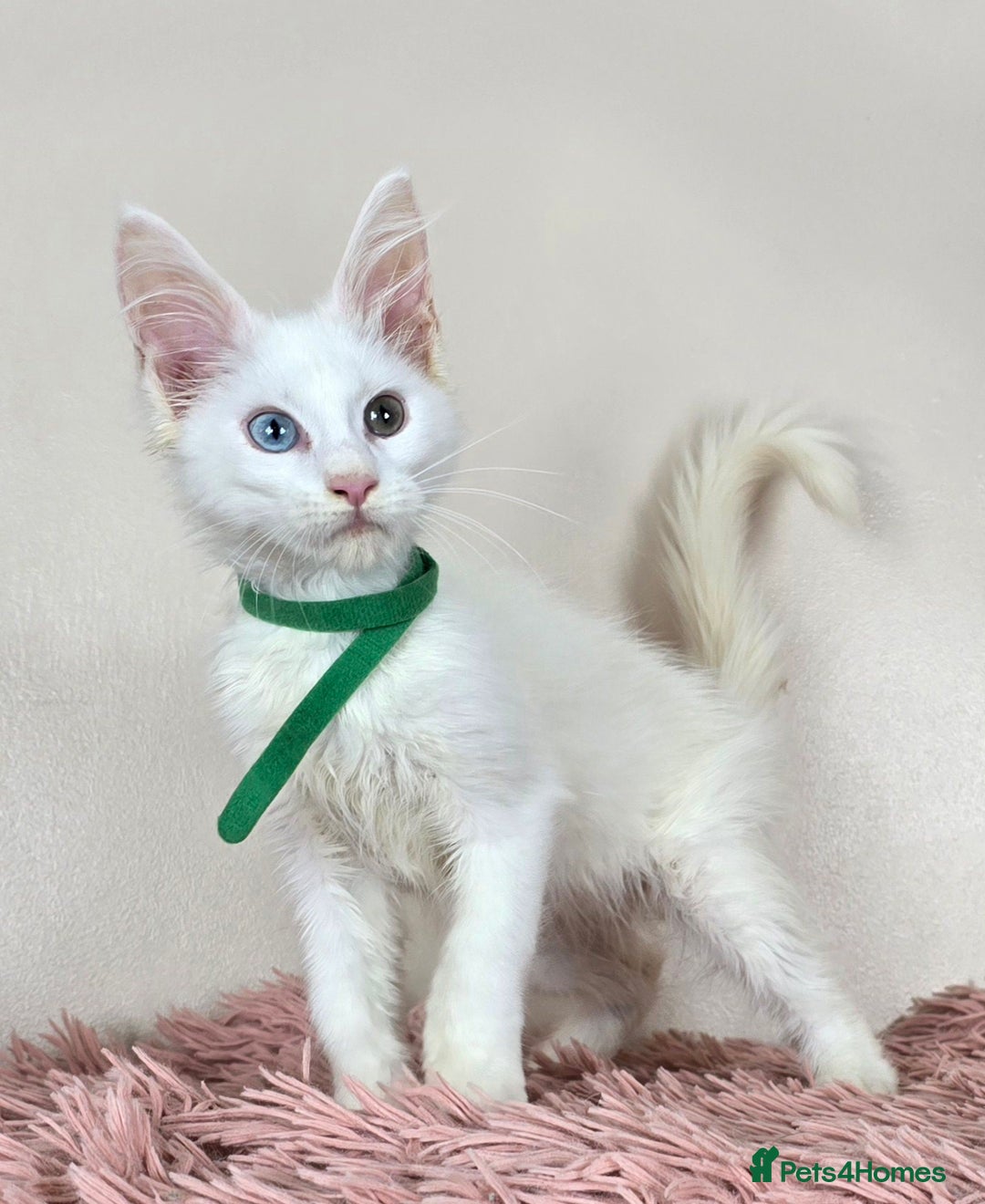 Maine Coon cats for sale: Ready now - TICA MaineCoon Kittens - Image 10