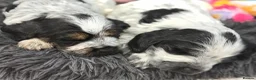 Cocker Spaniel dogs for sale: Tri and Blue Roan cocker spaniels  - Advert 4