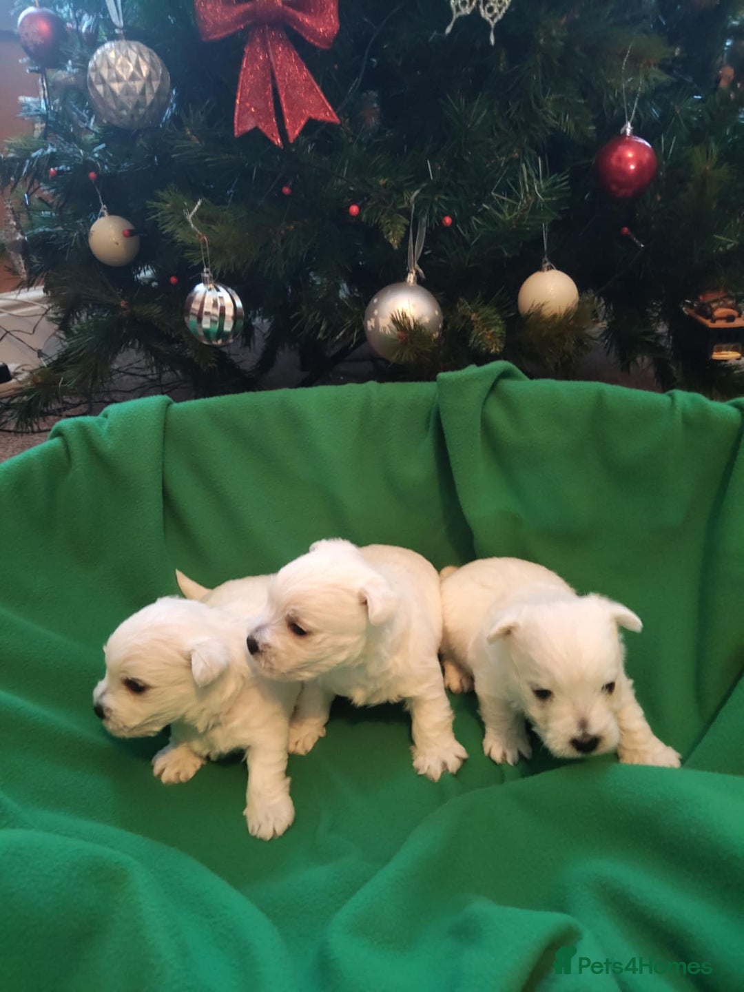 West Highland Terrier dogs for sale: West Highland Terrier Puppies - Advert 2