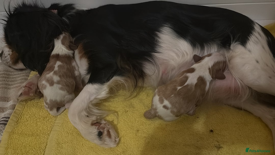Cavalier King Charles Spaniel dogs for sale: 2 Female King Charles Cavaliers   - Advert 3