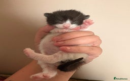 Mixed Breed cats for sale: 3 beautiful black and white kittens  - Image 4