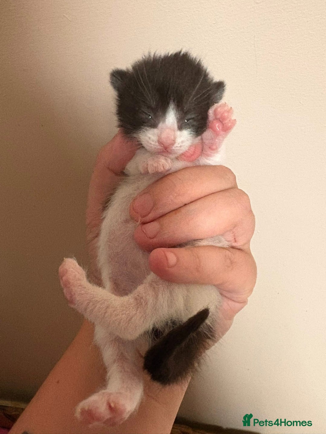 Mixed Breed cats for sale: 3 beautiful black and white kittens  - Image 4