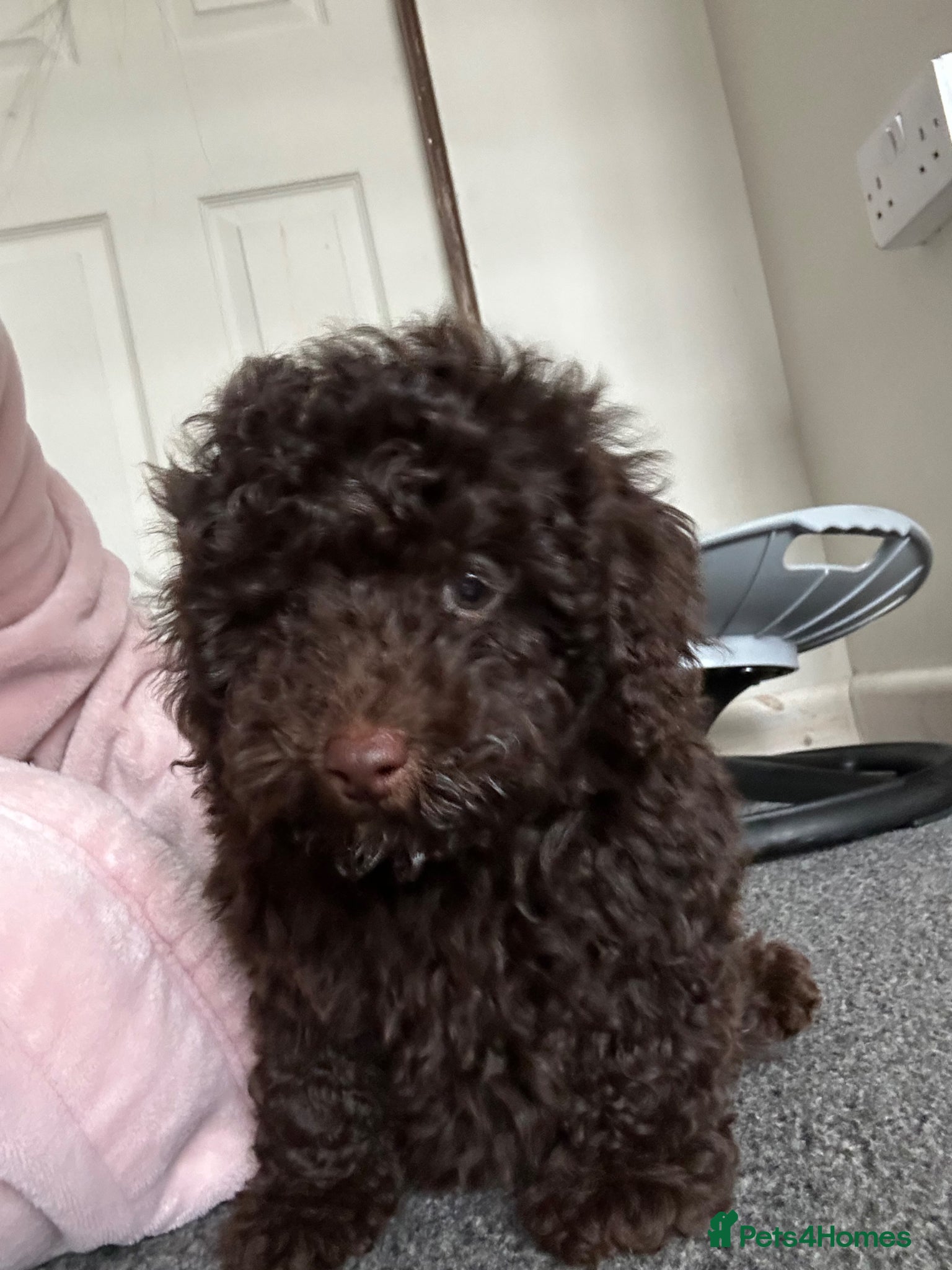 Cavapoo dogs F1b cavapoos ready to leave  - Advert 12