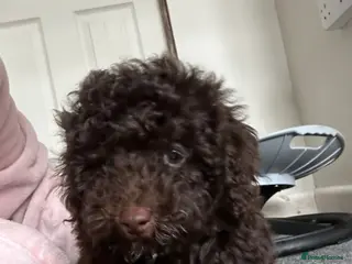 Cavapoo dogs F1b cavapoos ready to leave - Advert 12