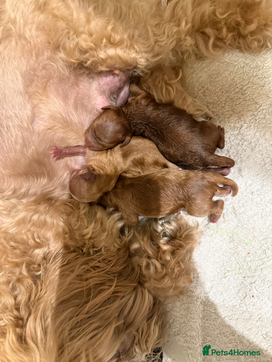 Maltipoo dogs for sale: Smallest maltipoos (read description) - Advert 1