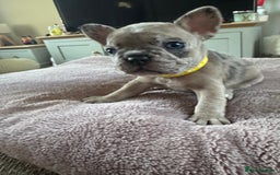 French Bulldog dogs for sale: Beautiful French Bulldog pups 5 girls 1 boy - Image 3