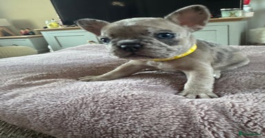 French Bulldog dogs - Advert 8