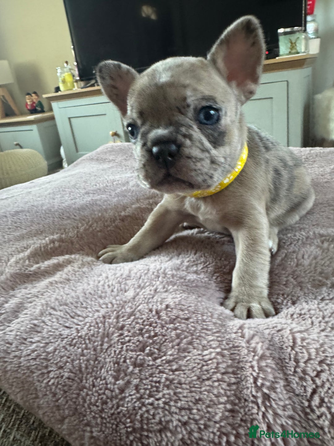 French Bulldog dogs for sale: Beautiful French Bulldog pups 5 girls 1 boy - Image 3