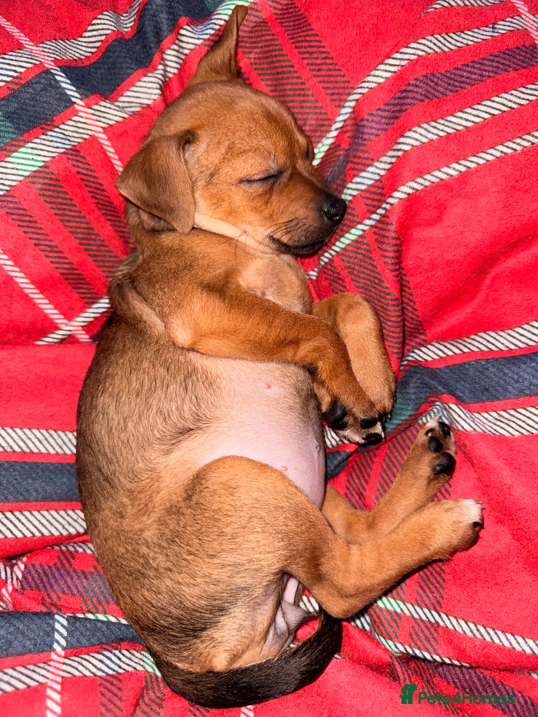 Mixed Breed dogs for sale: Last female jackmix pup *Ready Now* - Advert 11