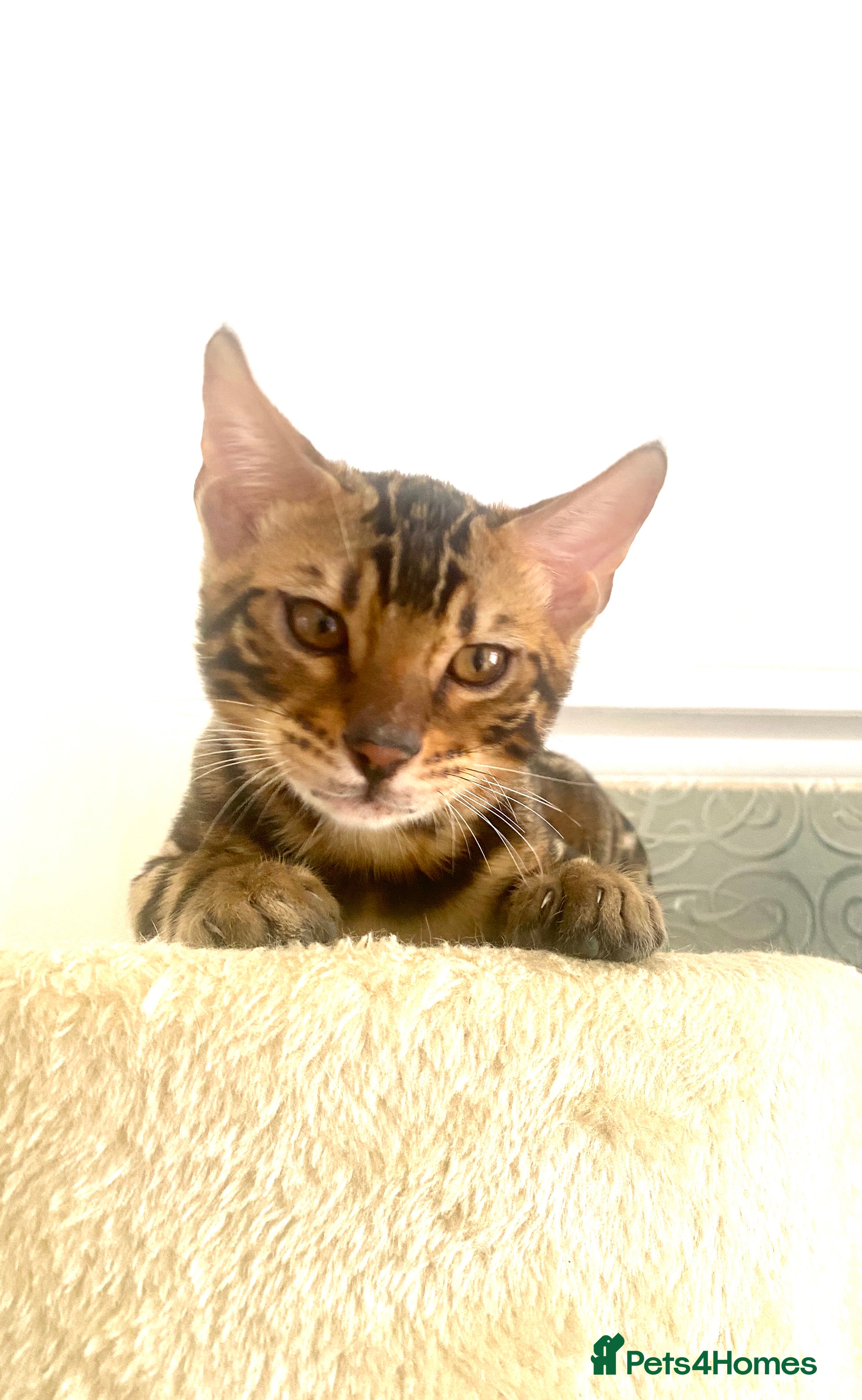 Bengal cats ✨✨ TICA BENGAL kittens READY ✨😸😻 - Advert 2
