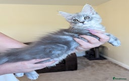 Maine Coon cats for sale: Sweet Maine Coon Kittens  - Image 3