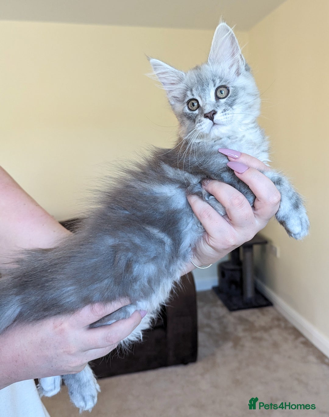 Maine Coon cats for sale: Sweet Maine Coon Kittens  - Image 3
