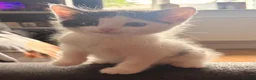 British Shorthair cats for sale: 6 beautiful kittens  in Tipton - Advert 28