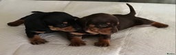 Dachshund dogs for sale: 2 GORGEOUS DAPPLE DACHSHUNDS  - Advert 1