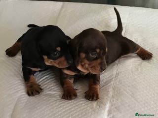 Dachshund dogs 2 GORGEOUS DAPPLE DACHSHUNDS - Advert 2
