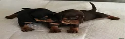 Dachshund dogs for sale: 2 GORGEOUS DAPPLE DACHSHUNDS  - Advert 1