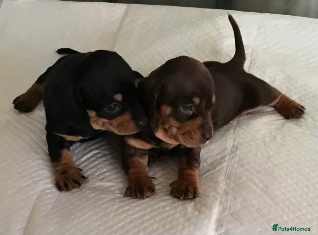 Dachshund dogs for sale: 2 GORGEOUS DAPPLE DACHSHUNDS  - Advert 1
