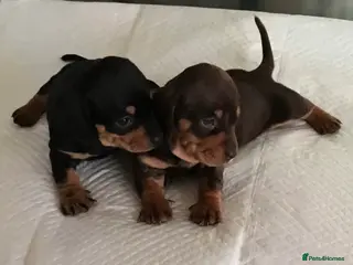 Dachshund dogs 2 GORGEOUS DAPPLE DACHSHUNDS - Advert 16