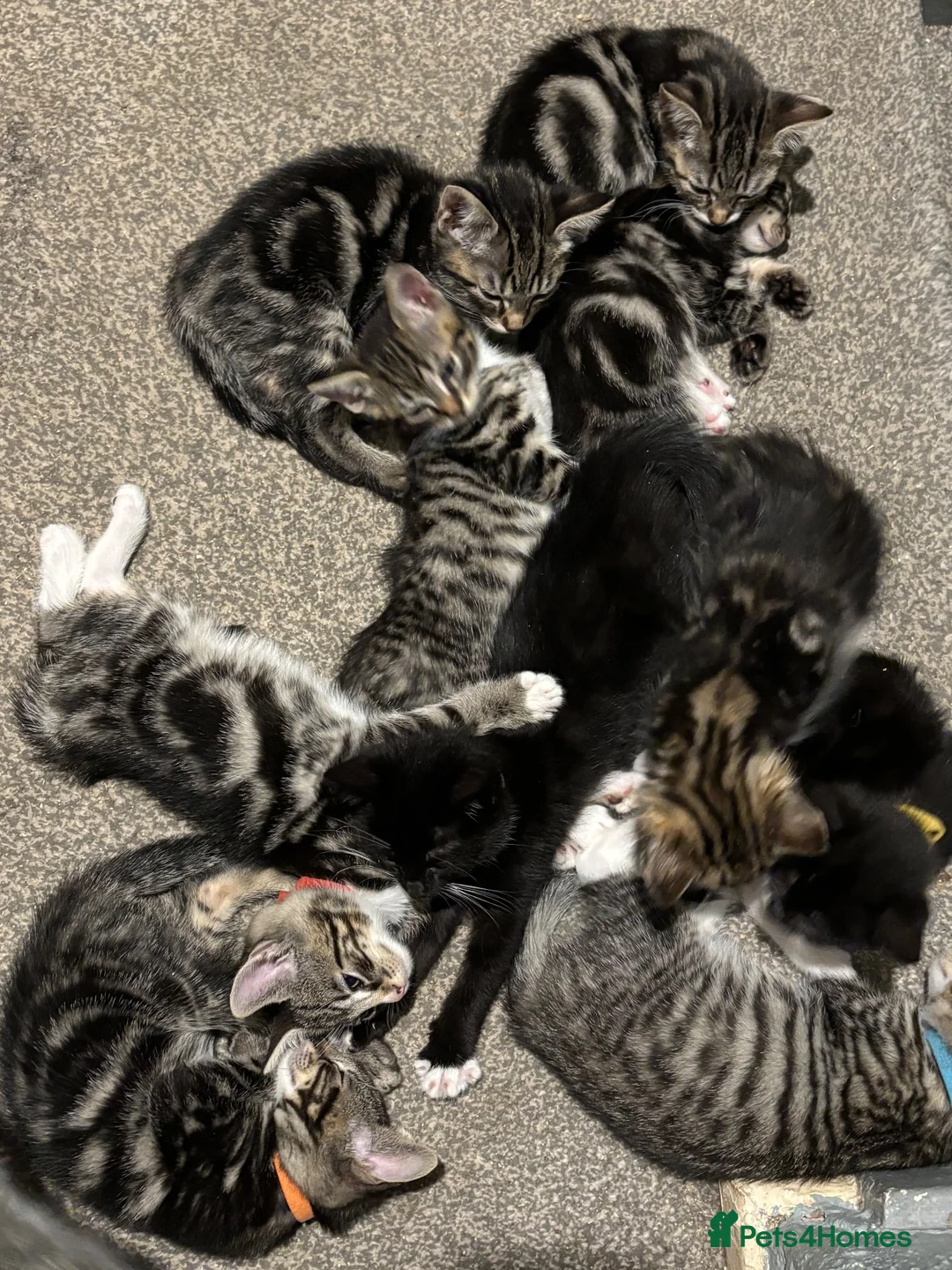 Mixed Breed cats for sale: Gorgeous kittens for sale in Waterlooville - Advert 2
