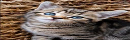 British Shorthair cats for sale: British Shorthair kittens  in Wirral - Advert 7