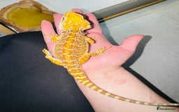 Bearded Dragon reptiles for sale: Female beardie + set up - Image 5