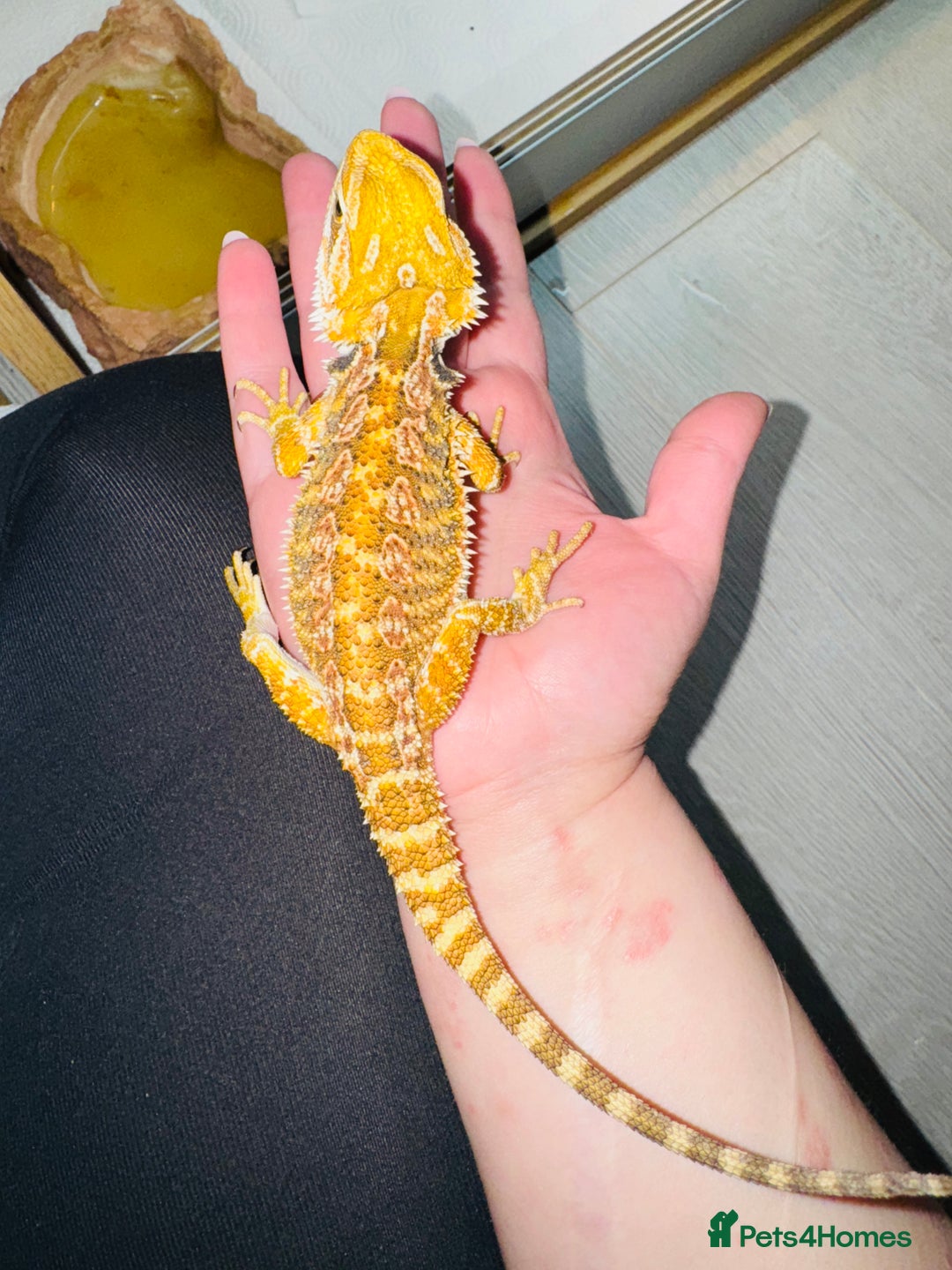 Bearded Dragon reptiles for sale: Female beardie + set up - Image 5