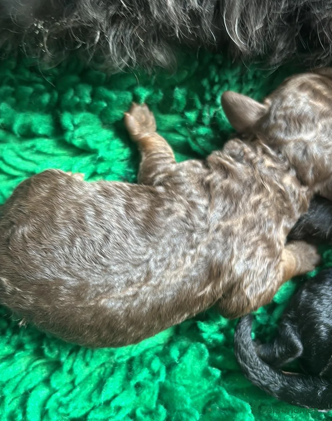 Toy Poodle dogs for stud: KC registered / health tested toy poodle stud in Bolton - Advert 13