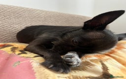 Chorkie dogs for sale: Beautiful chihuahua cross  - Image 3