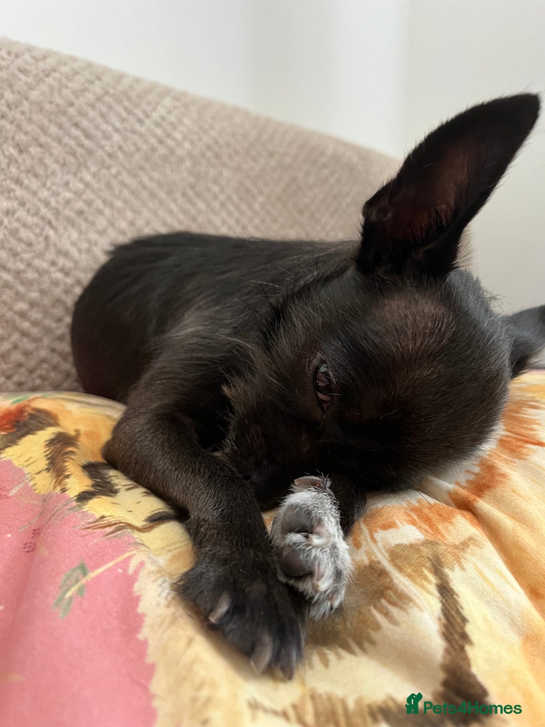 Chorkie dogs for sale: Beautiful chihuahua cross  - Image 3
