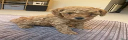 Mixed Breed dogs for sale: Toy poodle and miniature poodle mix puppies  - Advert 15