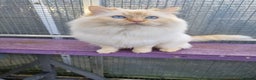 Ragdoll cats for stud: GCCF Active ragdoll stud. in Spalding - Advert 7