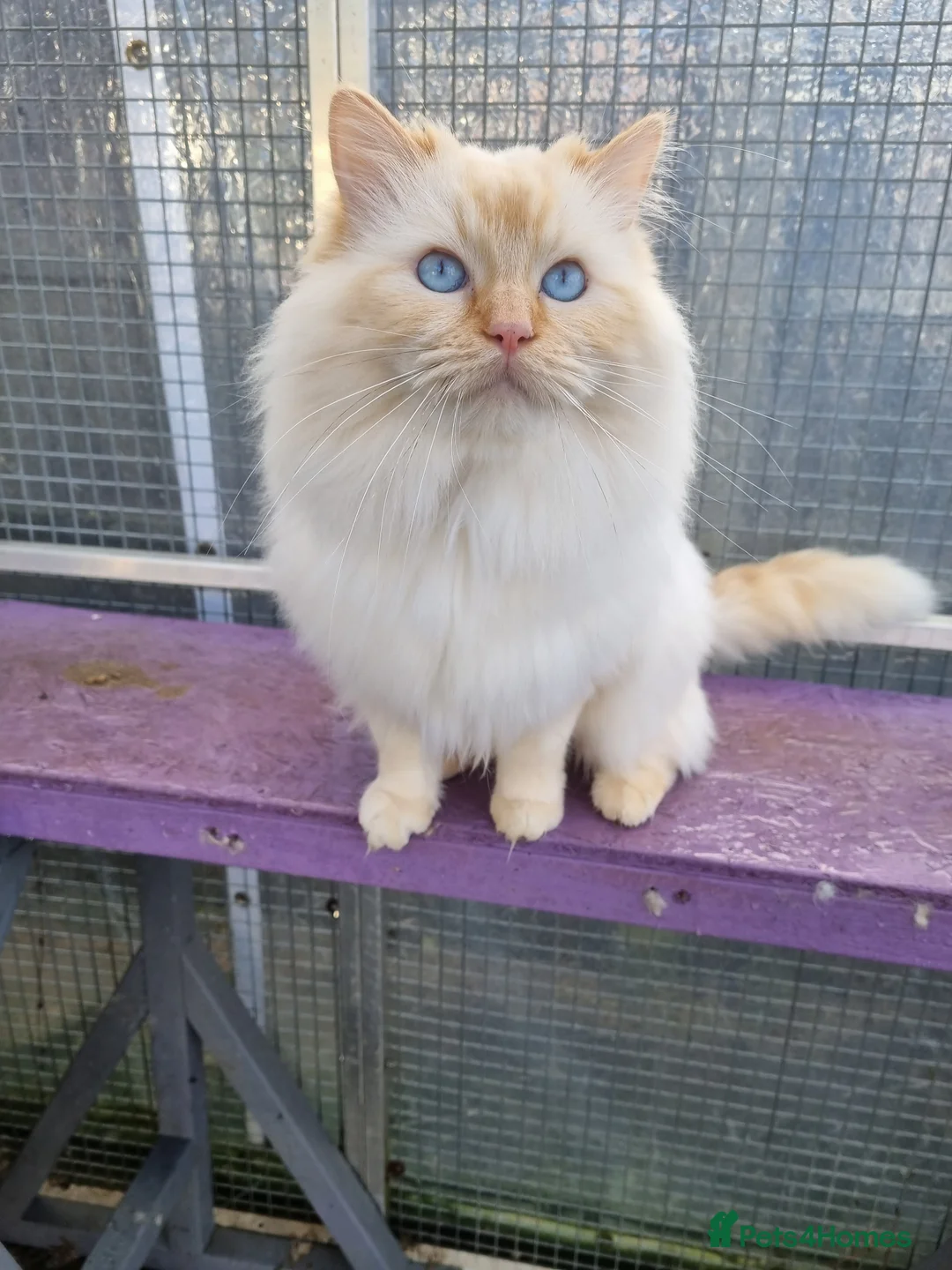 Ragdoll cats for stud: GCCF Active ragdoll stud. in Spalding - Advert 7