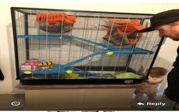 Rat rodents for sale: Female rats  - Image 5