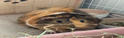 Guinea Pig rodents for sale: 2 bonded female guinea pigs  - Advert 2