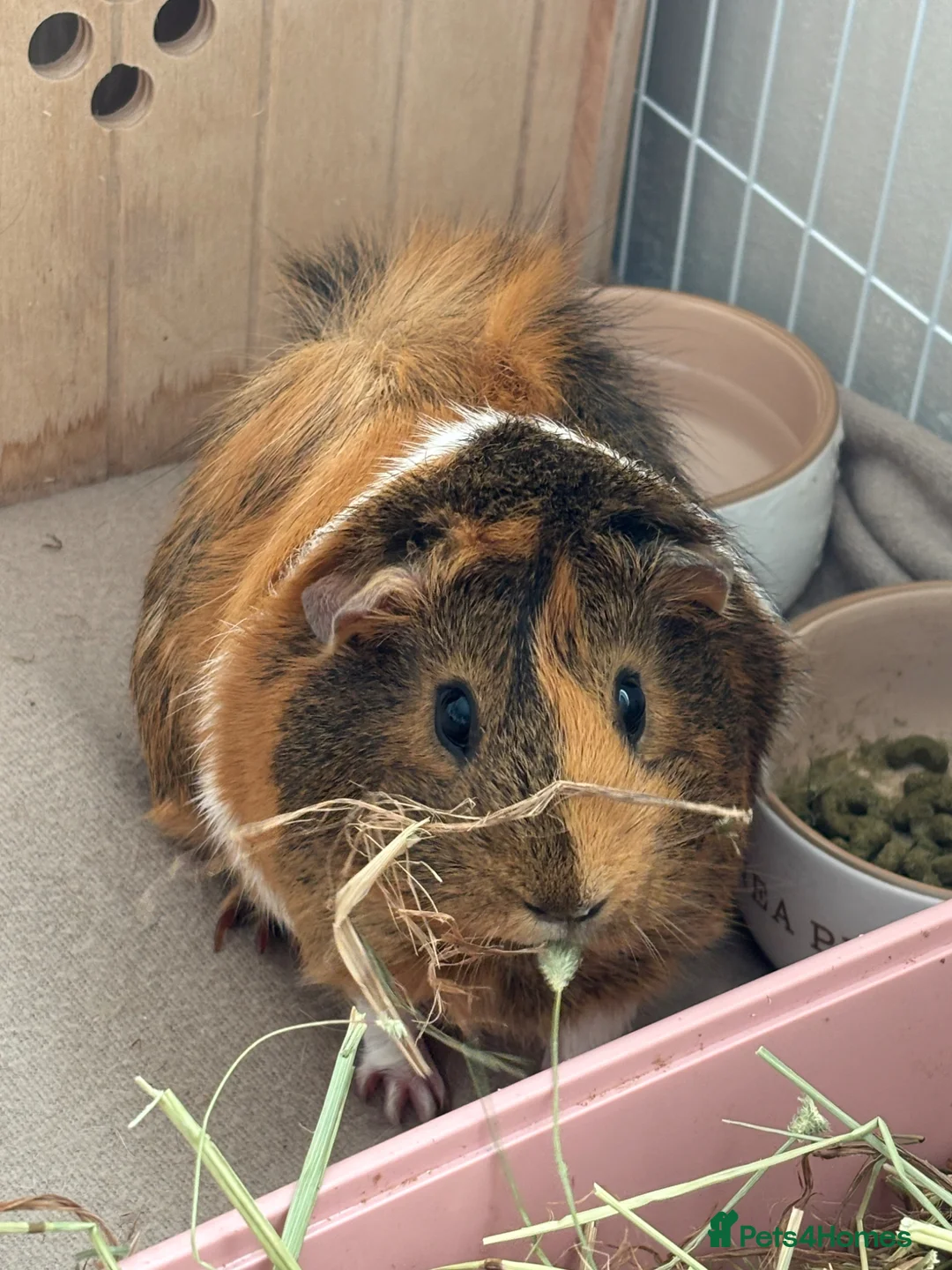 Guinea Pig rodents for sale: 2 bonded female guinea pigs  - Advert 2