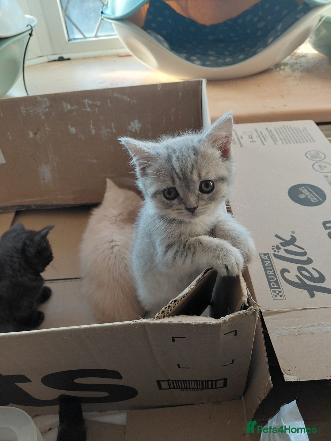British Shorthair cats for sale: Beautiful pedigree british shorthair kittens - Image 5