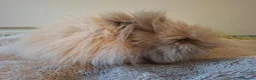Angora rabbits for sale: Angora female rabbit "maisie" in Warwick - Advert 8