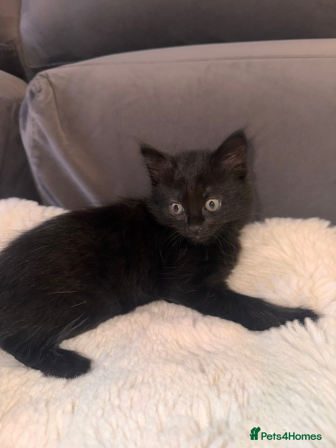 Mixed Breed cats for sale: Beautiful female kitten  - Image 2