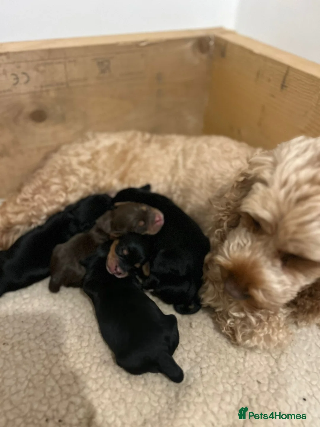 Cockapoo dogs for sale: Cockapoo male  - Advert 2