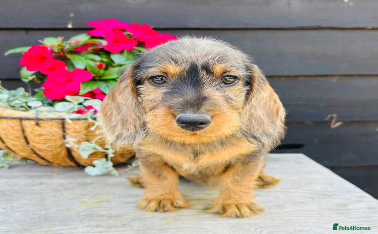 Dachshund dogs in Sudbury - Advert 1