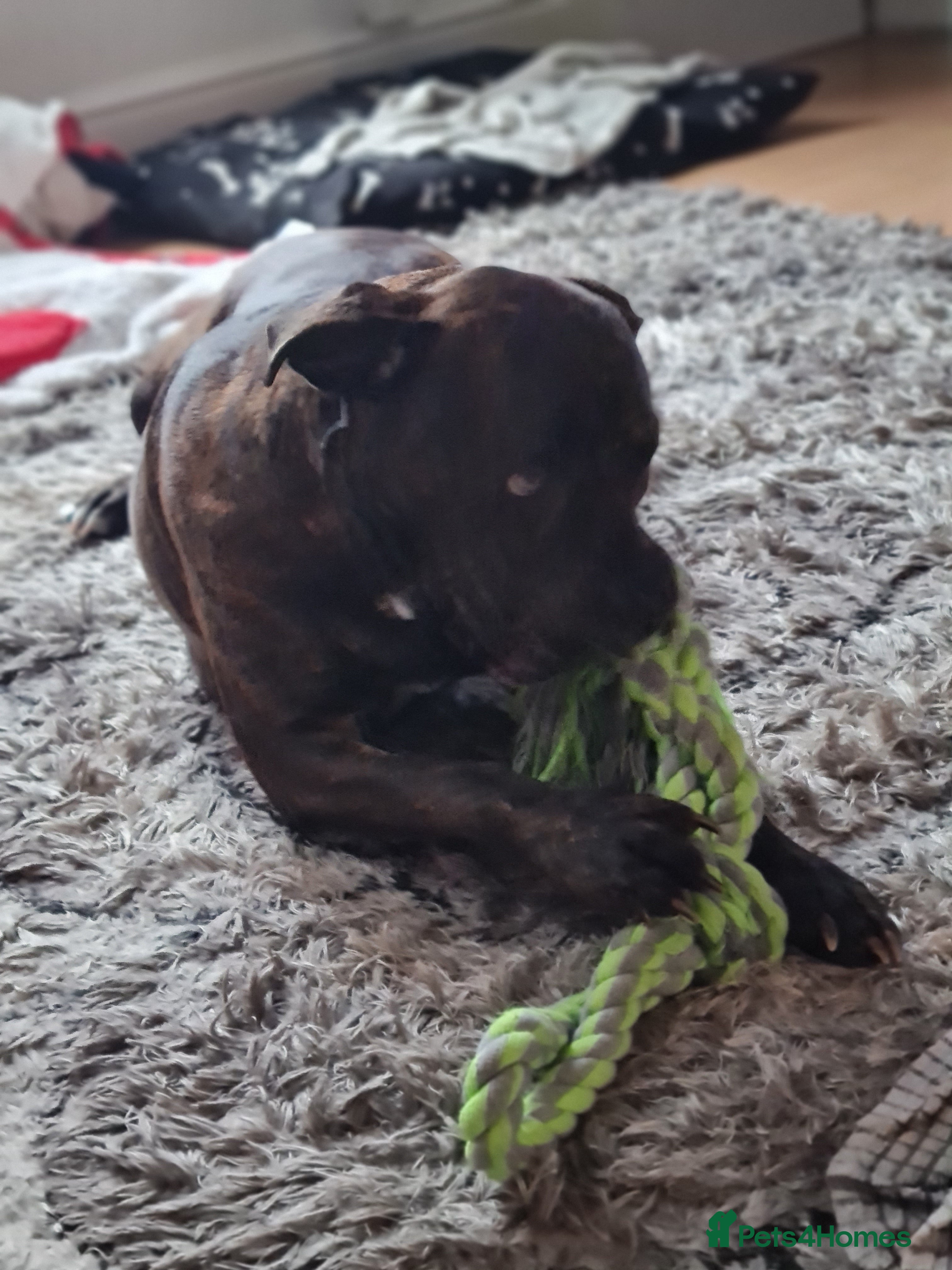 Cane Corso dogs 2 year old cane coso  - Advert 13