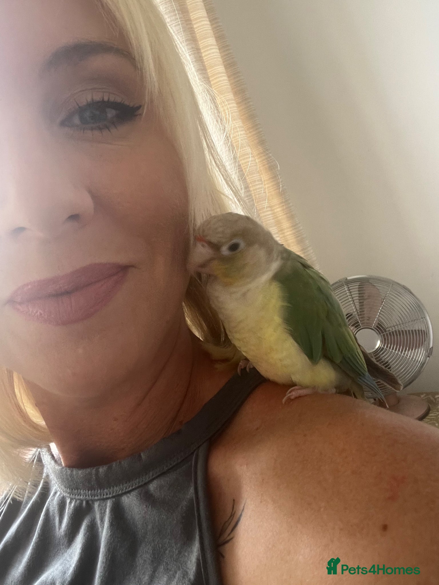 Conures birds 2 year old conure  - Advert 3