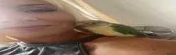 Conures birds for sale: 2 year old conure  in Colchester - Advert 1
