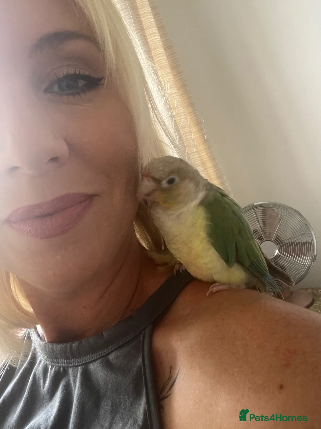 Conures birds for sale: 2 year old conure  in Colchester - Advert 1