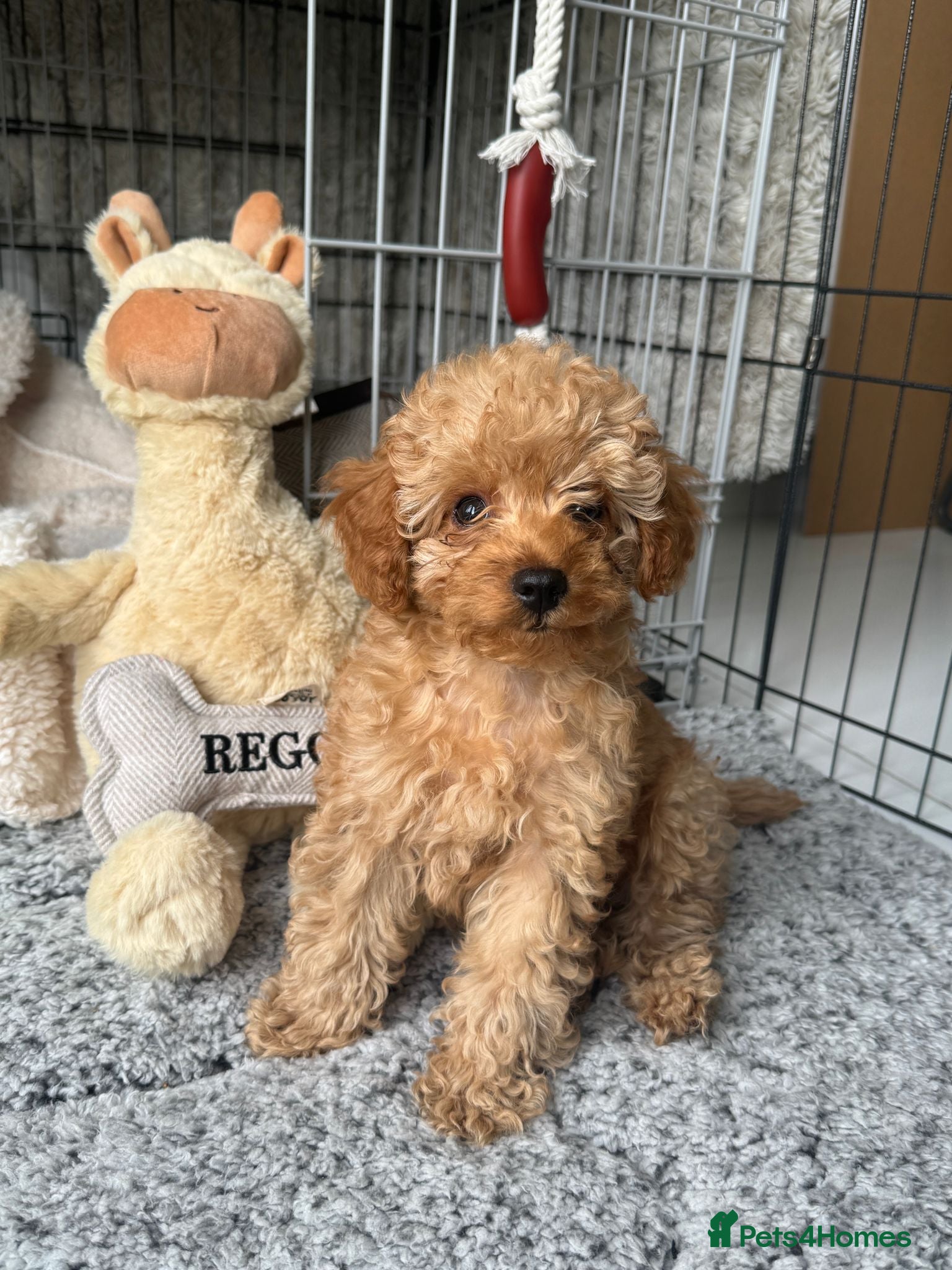 Cavapoo dogs Little Darling to be re-homed - Advert 2