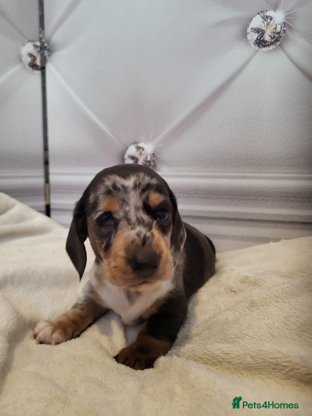 Dachshund dogs for sale: Dachshunds pups - Advert 4